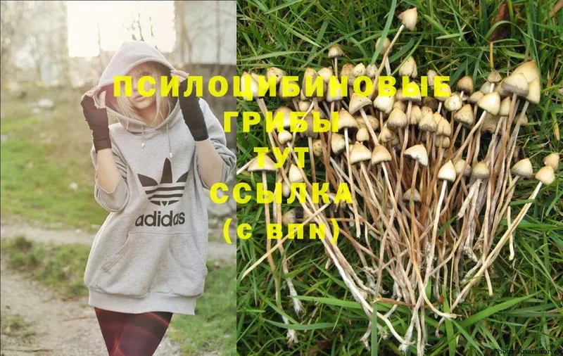 Галлюциногенные грибы MAGIC MUSHROOMS  Абдулино 